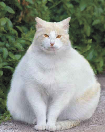 fat cat
